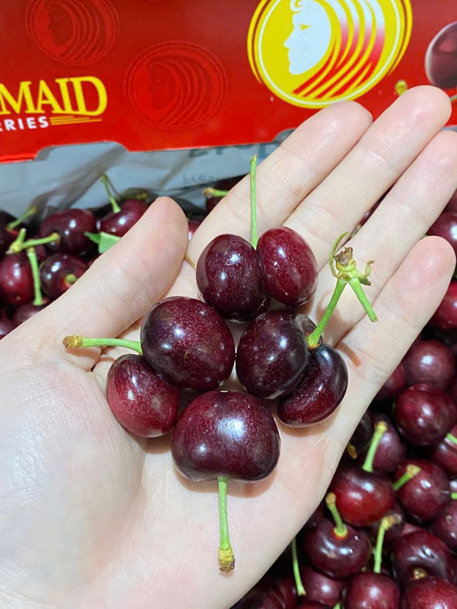Cherry Mỹ đầu mùa